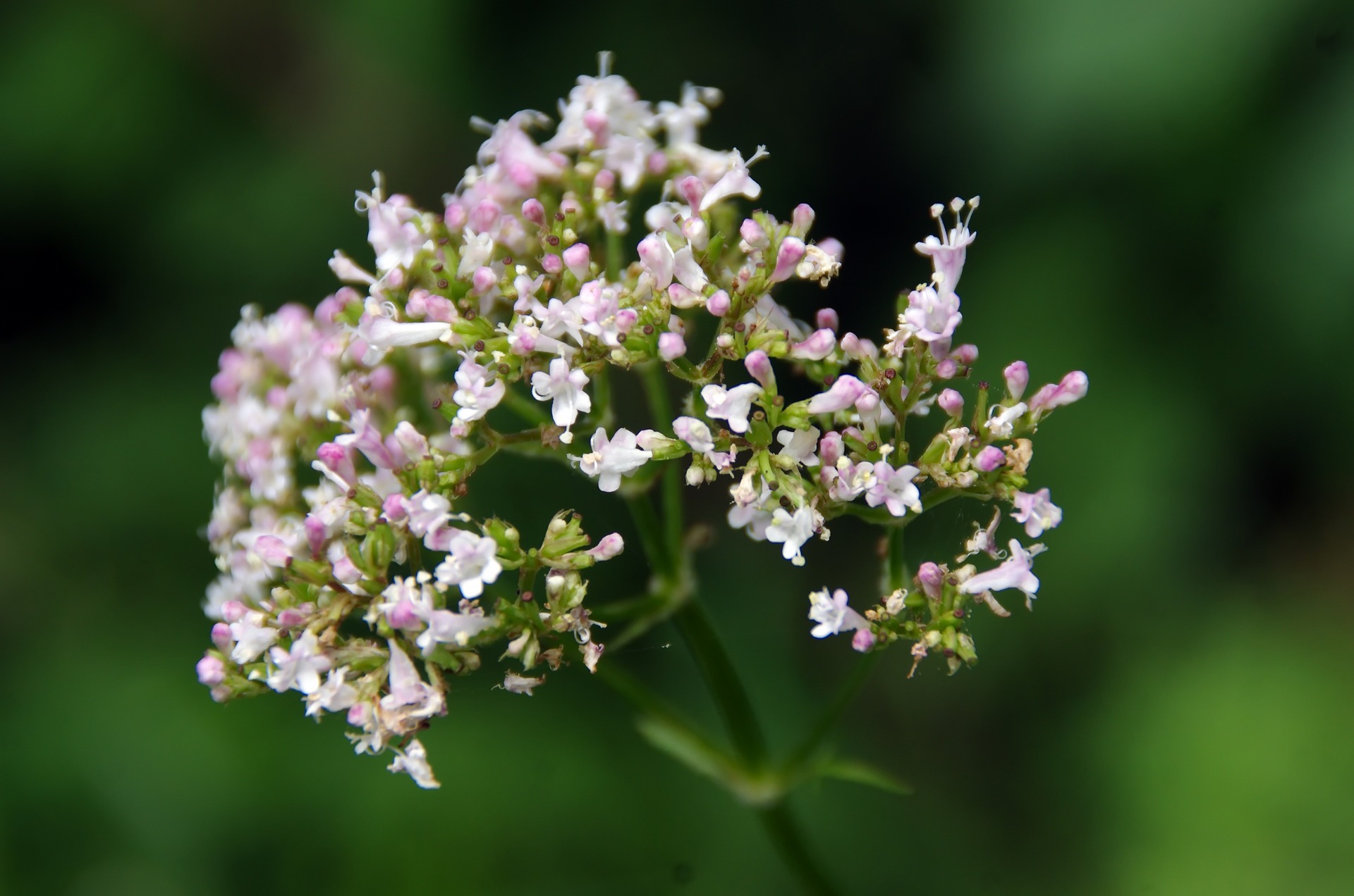 Kwiat valeriana officinalis.