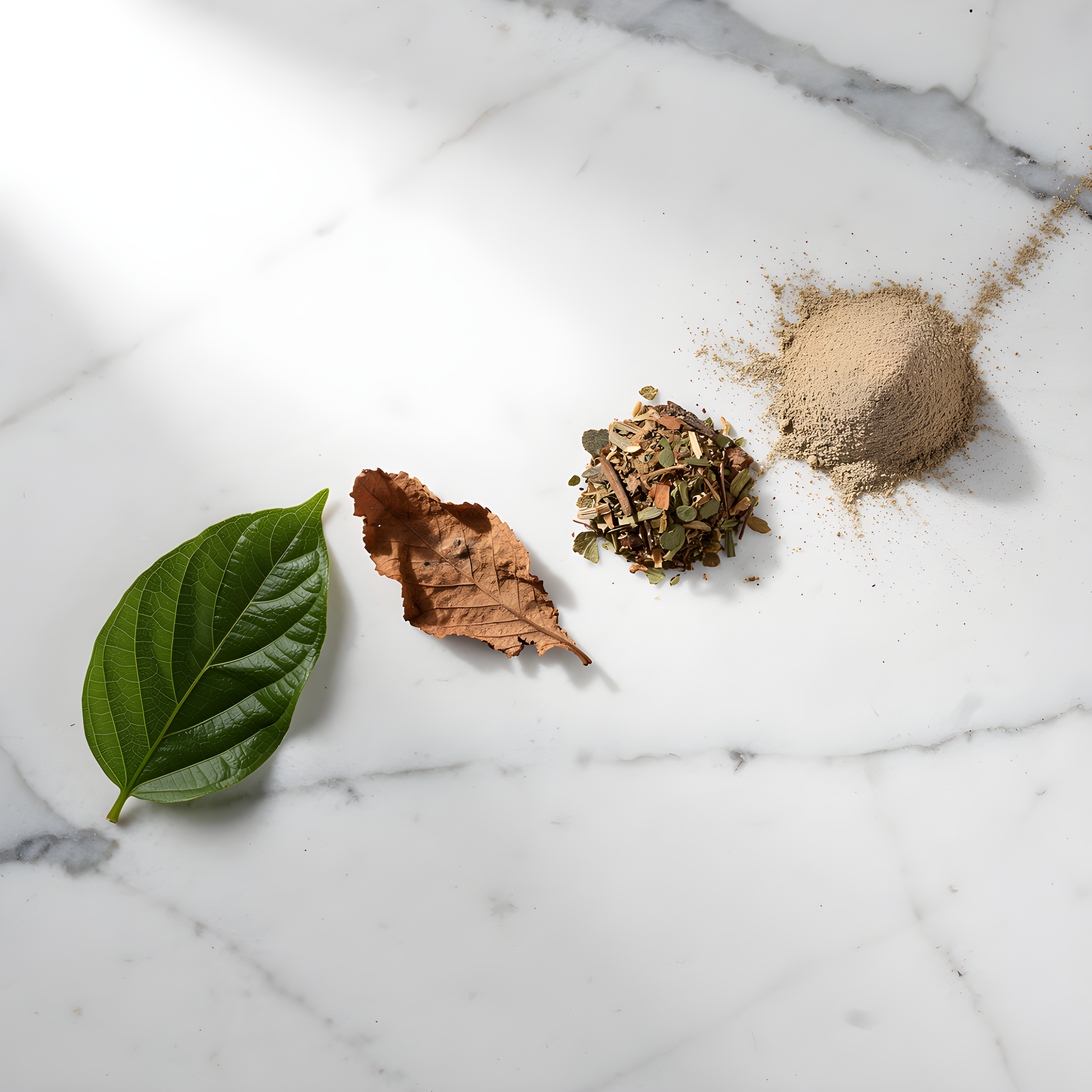 Świeże liście gurmaru Gymnema sylvestre