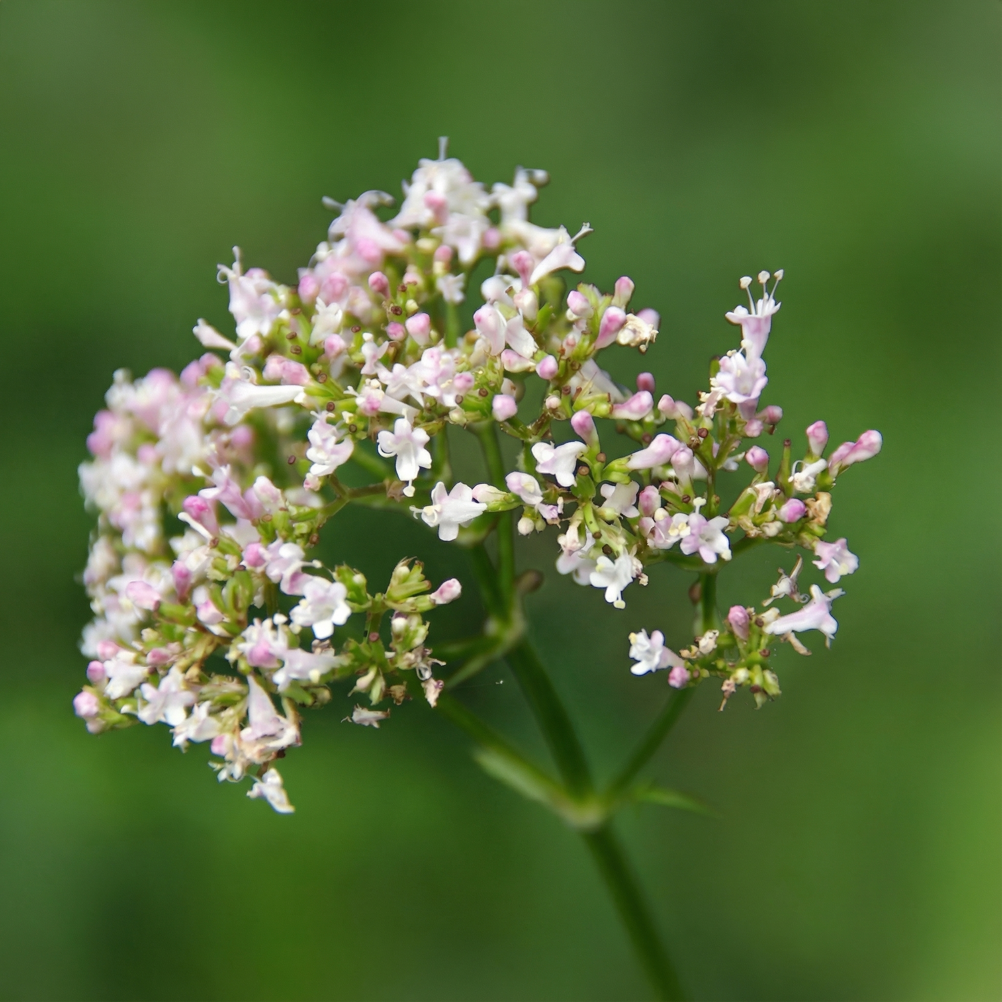 Kwiat kozłka lekarskiego (Valeriana officinalis) - tradycyjna roślina wspierająca sen